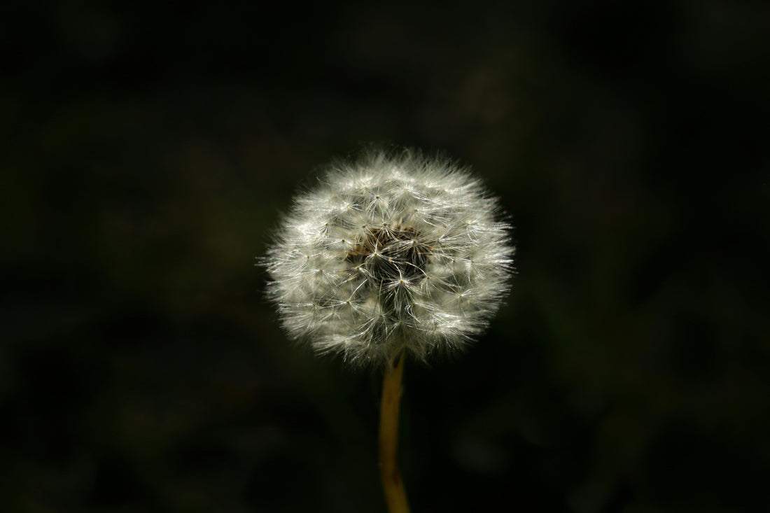 Allergies - Fuel Your Defenses: The Surprising Immune-Boosting Power of Dietary Fibre