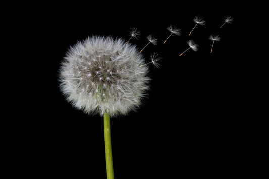 Allergies - Fuel Your Defenses: The Surprising Immune-Boosting Power of Dietary Fibre