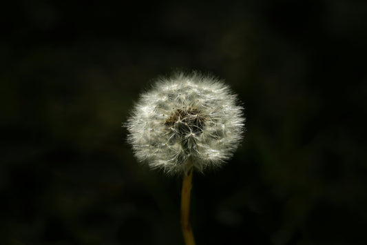Allergies - Fuel Your Defenses: The Surprising Immune-Boosting Power of Dietary Fibre